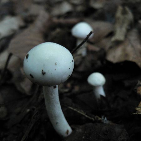 Hygrophorus cossus